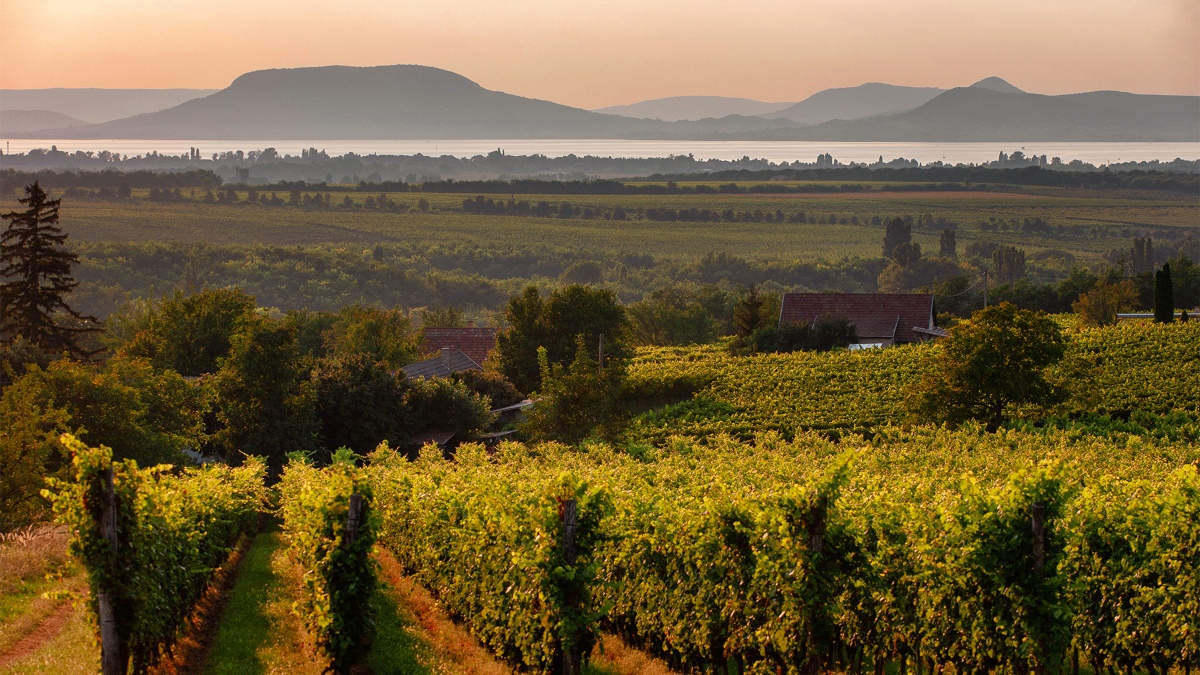 Balaton---The-cradle-of-Olaszrizling